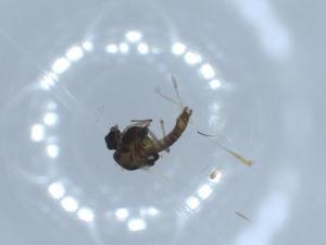  ( - BIOUG55440-C08)  @11 [ ] CreativeCommons - Attribution (2020) Centre for Biodiversity Genomics Centre for Biodiversity Genomics