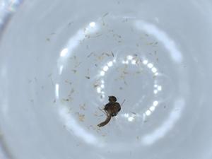  ( - BIOUG55440-E06)  @11 [ ] CreativeCommons - Attribution (2020) Centre for Biodiversity Genomics Centre for Biodiversity Genomics