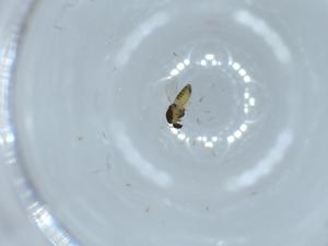  ( - BIOUG55441-E07)  @11 [ ] CreativeCommons - Attribution (2020) Centre for Biodiversity Genomics Centre for Biodiversity Genomics