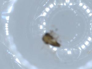  ( - BIOUG55442-F11)  @11 [ ] CreativeCommons - Attribution (2020) Centre for Biodiversity Genomics Centre for Biodiversity Genomics