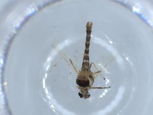  ( - BIOUG55442-F04)  @11 [ ] CreativeCommons - Attribution (2020) Centre for Biodiversity Genomics Centre for Biodiversity Genomics