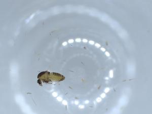  ( - BIOUG55444-B12)  @11 [ ] CreativeCommons - Attribution (2020) Centre for Biodiversity Genomics Centre for Biodiversity Genomics