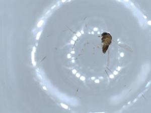  ( - BIOUG55444-D06)  @11 [ ] CreativeCommons - Attribution (2020) Centre for Biodiversity Genomics Centre for Biodiversity Genomics