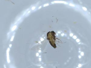  ( - BIOUG55444-E02)  @11 [ ] CreativeCommons - Attribution (2020) Centre for Biodiversity Genomics Centre for Biodiversity Genomics