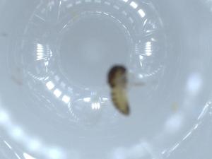  ( - BIOUG55470-B12)  @11 [ ] CreativeCommons - Attribution (2020) Centre for Biodiversity Genomics Centre for Biodiversity Genomics