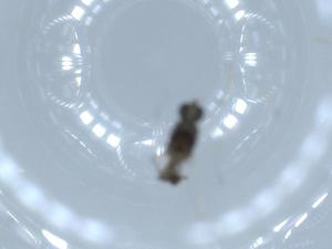  ( - BIOUG55470-C11)  @11 [ ] CreativeCommons - Attribution (2020) Centre for Biodiversity Genomics Centre for Biodiversity Genomics