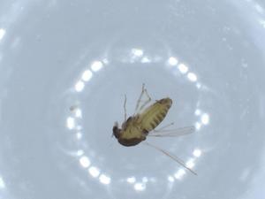  ( - BIOUG55451-F06)  @11 [ ] CreativeCommons - Attribution (2020) Centre for Biodiversity Genomics Centre for Biodiversity Genomics