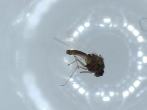  ( - BIOUG55454-G09)  @11 [ ] CreativeCommons - Attribution (2020) Centre for Biodiversity Genomics Centre for Biodiversity Genomics