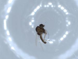  ( - BIOUG55455-B09)  @11 [ ] CreativeCommons - Attribution (2020) Centre for Biodiversity Genomics Centre for Biodiversity Genomics