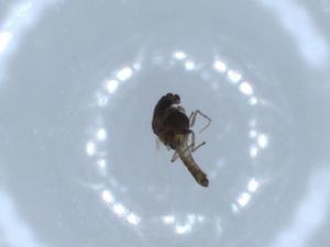  ( - BIOUG55455-G04)  @11 [ ] CreativeCommons - Attribution (2020) Centre for Biodiversity Genomics Centre for Biodiversity Genomics