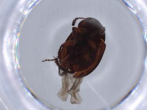  ( - BIOUG64724-C11)  @11 [ ] CreativeCommons - Attribution (2021) Centre for Biodiversity Genomics Centre for Biodiversity Genomics