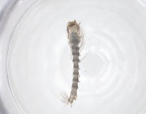  ( - CBG-B12638-H04)  @11 [ ] CreativeCommons - Attribution Share - Alike (2025) Centre for Biodiversity Genomics Centre for Biodiversity Genomics