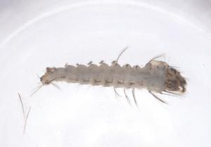  ( - CBG-B12640-E01)  @11 [ ] CreativeCommons - Attribution Share - Alike (2025) Centre for Biodiversity Genomics Centre for Biodiversity Genomics