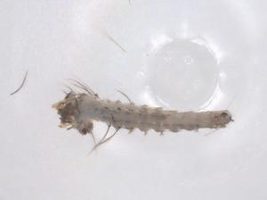  ( - CBG-B12640-G03)  @11 [ ] CreativeCommons - Attribution Share - Alike (2025) Centre for Biodiversity Genomics Centre for Biodiversity Genomics