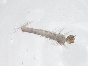  ( - CBG-B12892-G08)  @11 [ ] CreativeCommons - Attribution Share - Alike (2025) Centre for Biodiversity Genomics Centre for Biodiversity Genomics