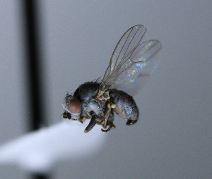  (Leucopis maculata - BIOUG24648-H9)  @12 [ ] CreativeCommons - Attribution Non-Commercial Share-Alike (2015) Unspecified Lyman Museum, McGill University