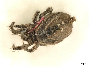  ( - A_Mite103)  @11 [ ] CreativeCommons  Attribution (by) (2025) Sylvia Schaeffer University of Graz, Institute of Biology