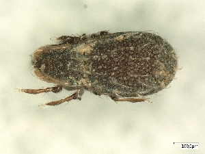  ( - A_Mite295)  @11 [ ] CreativeCommons  Attribution (by) (2025) Sylvia Schaeffer University of Graz, Institute of Biology