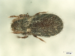  ( - A_Mite296)  @11 [ ] CreativeCommons  Attribution (by) (2025) Sylvia Schaeffer University of Graz, Institute of Biology