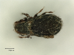  ( - A_Mite332)  @11 [ ] CreativeCommons  Attribution (by) (2025) Sylvia Schaeffer University of Graz, Institute of Biology