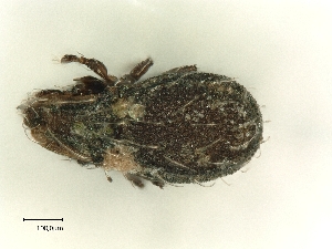  ( - A_Mite335)  @11 [ ] CreativeCommons  Attribution (by) (2025) Sylvia Schaeffer University of Graz, Institute of Biology