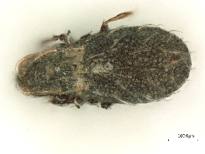  ( - A_Mite383)  @11 [ ] CreativeCommons  Attribution (by) (2025) Sylvia Schaeffer University of Graz, Institute of Biology