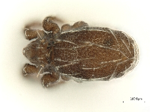  ( - A_Mite393)  @11 [ ] CreativeCommons  Attribution (by) (2025) Sylvia Schaeffer University of Graz, Institute of Biology