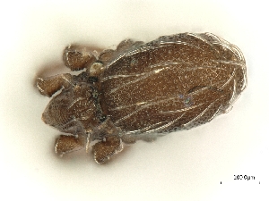  ( - A_Mite394)  @11 [ ] CreativeCommons  Attribution (by) (2025) Sylvia Schaeffer University of Graz, Institute of Biology