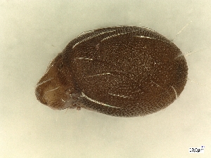  ( - A_Mite45)  @11 [ ] CreativeCommons  Attribution (by) (2025) Sylvia Schaeffer University of Graz, Institute of Biology