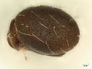  ( - A_Mite46)  @11 [ ] CreativeCommons  Attribution (by) (2025) Sylvia Schaeffer University of Graz, Institute of Biology