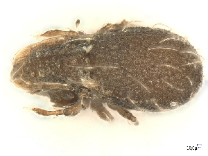  ( - A_Mite69)  @11 [ ] CreativeCommons  Attribution (by) (2025) Sylvia Schaeffer University of Graz, Institute of Biology