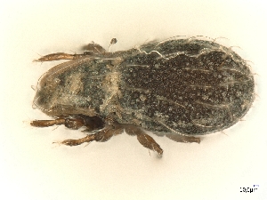  ( - A_Mite70)  @11 [ ] CreativeCommons  Attribution (by) (2025) Sylvia Schaeffer University of Graz, Institute of Biology