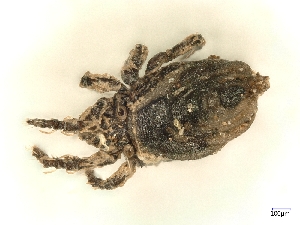  (Platyliodes - A_Mite97)  @11 [ ] CreativeCommons  Attribution (by) (2025) Sylvia Schaeffer University of Graz, Institute of Biology