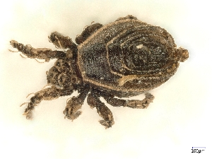  ( - A_Mite99)  @11 [ ] CreativeCommons  Attribution (by) (2025) Sylvia Schaeffer University of Graz, Institute of Biology