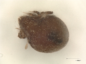  ( - A_Mite1017)  @11 [ ] CreativeCommons  Attribution (by) (2025) Sylvia Schaeffer University of Graz, Institute of Biology