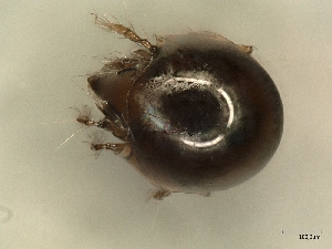  (Globozetes - A_Mite1030)  @11 [ ] CreativeCommons  Attribution (by) (2025) Sylvia Schaeffer University of Graz, Institute of Biology