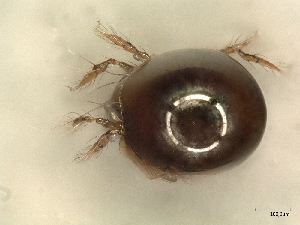  ( - A_Mite1037)  @11 [ ] CreativeCommons  Attribution (by) (2025) Sylvia Schaeffer University of Graz, Institute of Biology