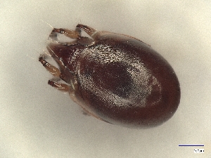  ( - A_Mite1215)  @11 [ ] CreativeCommons  Attribution (by) (2025) Sylvia Schaeffer University of Graz, Institute of Biology