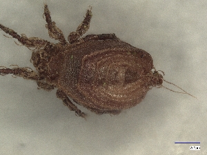  ( - A_Mite1219)  @11 [ ] CreativeCommons  Attribution (by) (2025) Sylvia Schaeffer University of Graz, Institute of Biology