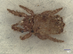  ( - A_Mite1223)  @11 [ ] CreativeCommons  Attribution (by) (2025) Sylvia Schaeffer University of Graz, Institute of Biology