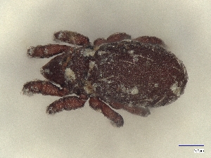  ( - A_Mite1259)  @11 [ ] CreativeCommons  Attribution (by) (2025) Sylvia Schaeffer University of Graz, Institute of Biology