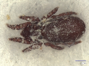  ( - A_Mite1260)  @11 [ ] CreativeCommons  Attribution (by) (2025) Sylvia Schaeffer University of Graz, Institute of Biology