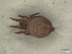  ( - A_Mite1266)  @11 [ ] CreativeCommons  Attribution (by) (2025) Sylvia Schaeffer University of Graz, Institute of Biology