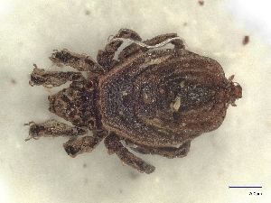  ( - A_Mite1318)  @11 [ ] CreativeCommons  Attribution (by) (2025) Sylvia Schaeffer University of Graz, Institute of Biology