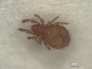  ( - A_Mite1392)  @11 [ ] CreativeCommons  Attribution (by) (2025) Sylvia Schaeffer University of Graz, Institute of Biology