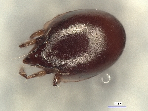  ( - A_Mite1437)  @11 [ ] CreativeCommons  Attribution (by) (2025) Sylvia Schaeffer University of Graz, Institute of Biology