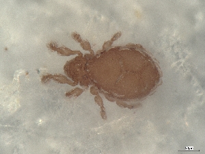  ( - A_Mite1546)  @11 [ ] CreativeCommons  Attribution (by) (2025) Sylvia Schaeffer University of Graz, Institute of Biology