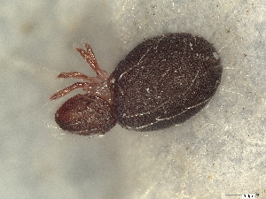  ( - A_Mite1601)  @11 [ ] CreativeCommons  Attribution (by) (2025) Sylvia Schaeffer University of Graz, Institute of Biology