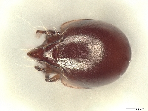  ( - A_Mite1614)  @11 [ ] CreativeCommons  Attribution (by) (2025) Sylvia Schaeffer University of Graz, Institute of Biology