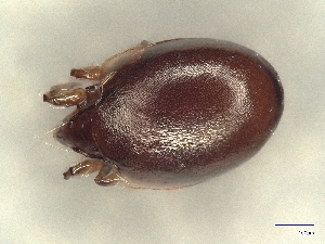  ( - A_Mite1647)  @11 [ ] CreativeCommons  Attribution (by) (2025) Sylvia Schaeffer University of Graz, Institute of Biology